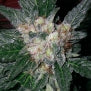 Violator Kush pot seed feminised 12 seeds