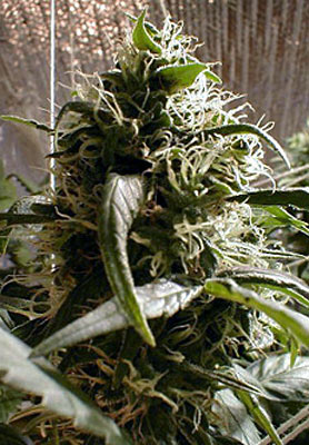 Waikiki Queen Feminized seeds