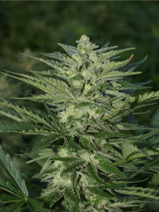 wallyduck marijuana seeds