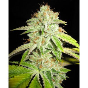 white fire feminized seeds