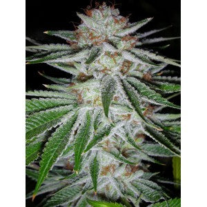 White S1 cannabis seeds