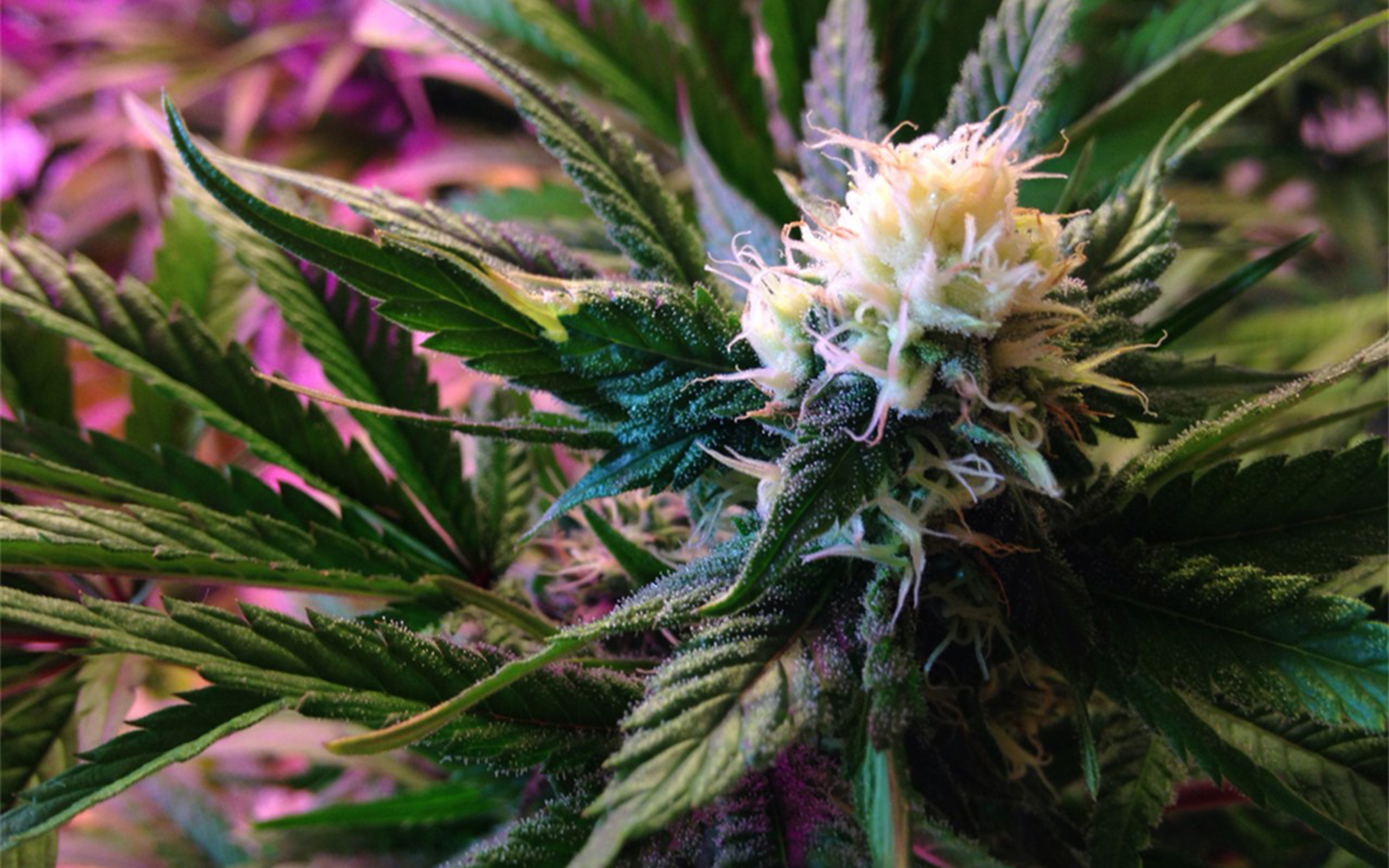 White Widow Marijuana baby plants four