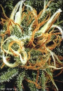 White pearl marijuana seeds