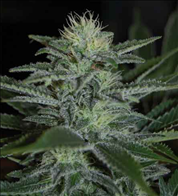 White widow feminised marijuana seeds