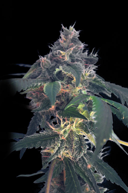 White Domina seeds