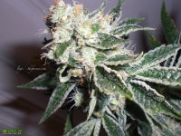 White fire marijuana seeds