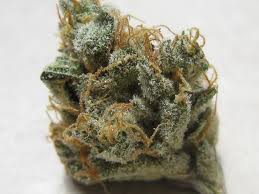 White Fire alien marijuana seeds