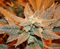 White jack feminized seeds