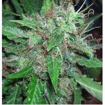 Widow Ryder marijuana single seeds