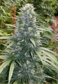 White Satin marijuana seeds