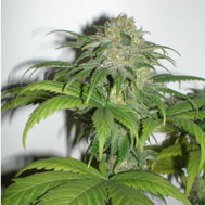 White Skunk marijuana seeds