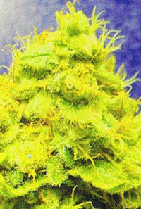 white widow female