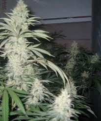 Graines féminisées de White Widow