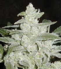 widow bomb marijuana seed