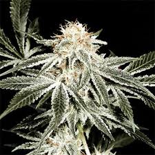 Seeds Widow Feminized