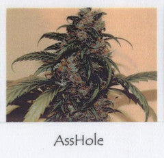 asshole marijuana seeds