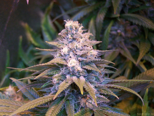 Williams wonder marijuana seeds