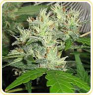 Willy Jack brainer marijuana seeds