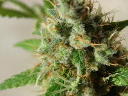 Witches weed marijuana seeds