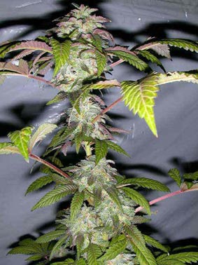 X-18-seeds
