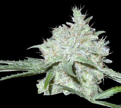 Yumboldt 47 graines de marijuana