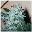 ZEÏ marijuana seeds
