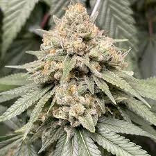 Delicious Seeds – MomSeedBank
