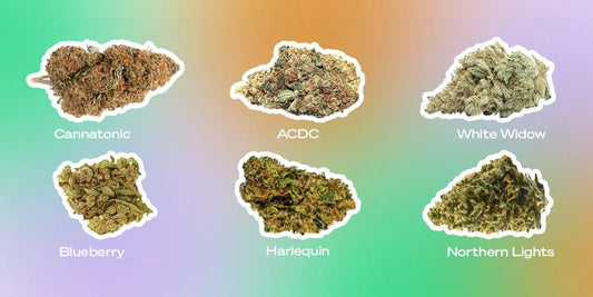 Worlds Top 6 Pain Cannabis Strains 6 seed pack