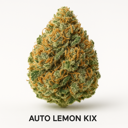 Auto Lemon Kix