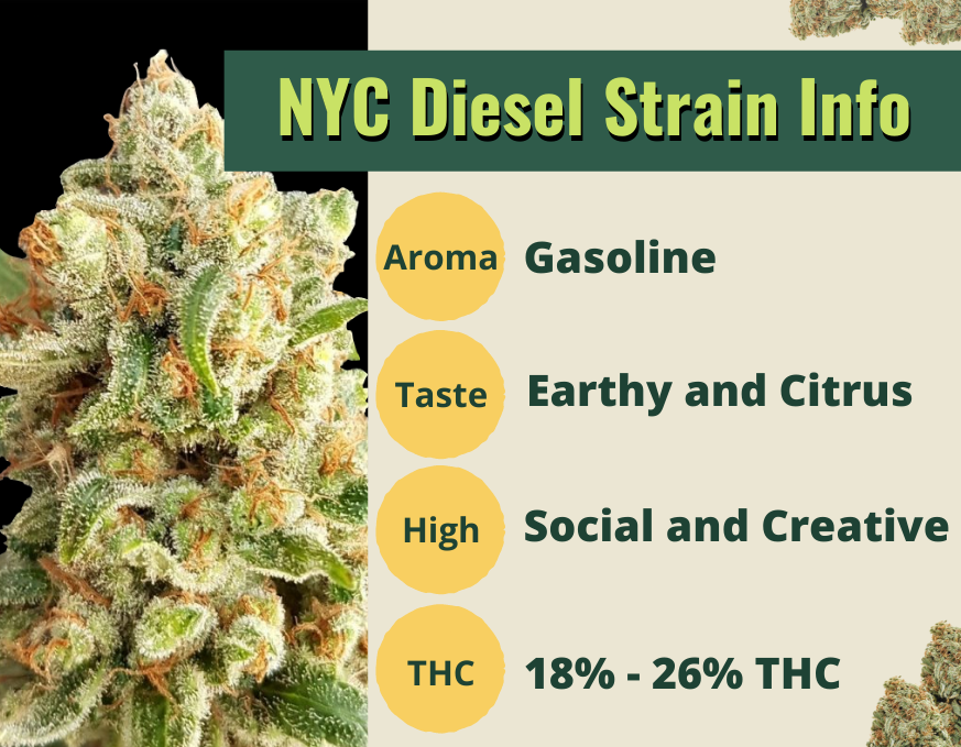 New York Marijuana Seeds