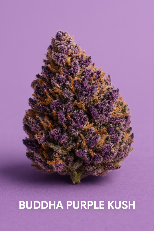 Buddha Purple Kush