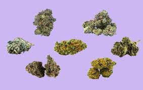 Worlds Top 5 Cannabis Seed Strains in a 5 seed pack