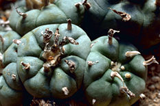 peyotl Lophophora williamsii plante vivante