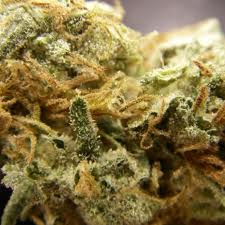 CBcanD high cbd marijuana seeds 10 pack
