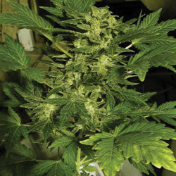 DNA genetics feminized