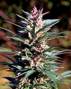 Druida marijuana seeds
