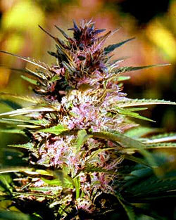 Nube Roja marijuana seeds