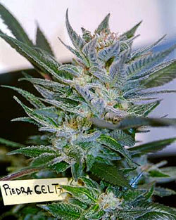Piedra Celta marijuana seeds