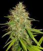 Green Medicine cannabis seeds