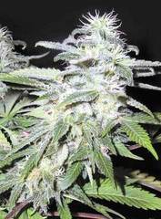 Afghanica marijuana single seed