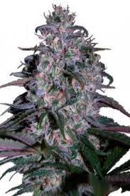 seedmakers marijuana seeds Alakazam