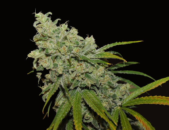 Apollo Mist marijuana seeds