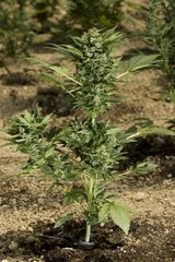 Automaria single marijuana seed