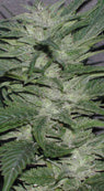Chronic marijuana seeds