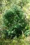 Pinewarp marijuana seeds