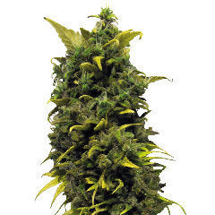 Blue Cheese marijuana single seeds
