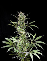 Blue Fruit marijuana single seeds