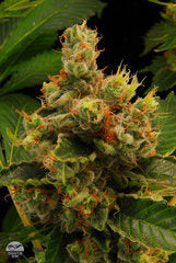 Blue Hash marijuana single seeds