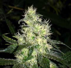 Blue hell marijuana seeds