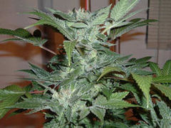 Blue Ryder marijuana seeds